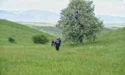 Muş'ta kaybolan çobanı arama çalışmaları sürüyor