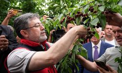 Bakan Yumaklı İzmir'de kiraz hasadına katıldı