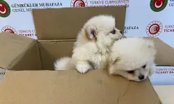 Kapıkule’de 6 pomeranian yavru köpek ele geçirildi