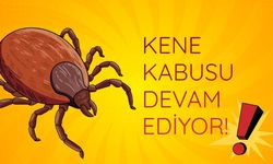 Kene kabusu devam ediyor!