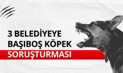 3 belediyeye başıboş köpek soruşturması