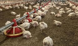 Nepal'de kuş gribi alarmı: Binlerce hayvan itlaf edildi