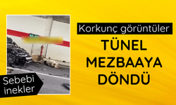Şile'de 2 otomobilin tünelde çarptığı 10 inek telef oldu