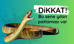 Bu yıl neden daha fazla yılan görülüyor?