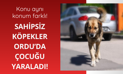 Ordu'da sahipsiz köpekler çocuğa saldırdı