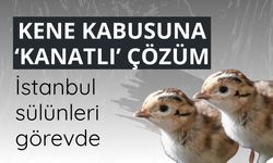 Kene kabusuna ‘kanatlı’ çözüm: İstanbul sülünleri görevde