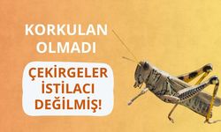 Korkulan olmadı: Çekirgeler istilacı değilmiş!