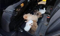 Edirne'de 'Pomeranian' cinsi 5 köpek yavrusu ele geçirildi