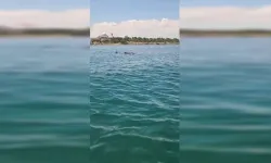 Tekirdağ açıklarında 2 yunus görüntülendi