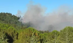 Balıkesir'de orman yangını