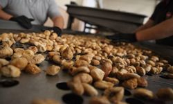 Kuru incirde 90 bin tonun üzerinde rekolte bekleniyor