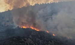 Manisa'da orman yangını