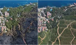 Muğla yeniden yeşile büründü