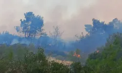 Çanakkale'de ormanlık alanda yangın