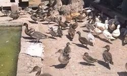 Ekipler yaban hayvan ticaretine göz açtırmıyor