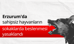 Erzurum'da sahipsiz hayvanların sokaklarda beslenmesi yasaklandı