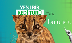 Yeni bir kedi türü bulundu