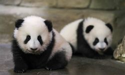 Panda diplomasisi geri döndü: Birkaç gün içinde ulaşacaklar
