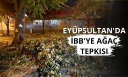 Eyüpsultan'da İBB'ye ağaç tepkisi