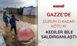 Gazze'de durum o kadar kötü ki, kediler bile saldırganlaştı