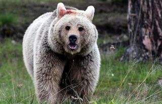 Japonya'da alışveriş merkezine ayı girdi