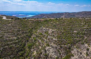 Ormanlar küllerinden doğuyor, yanan alanlar yeniden yeşeriyor