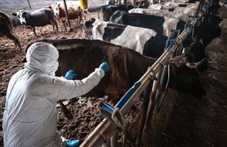 Sakarya'da 37 mahallede şap karantinası başlatıldı