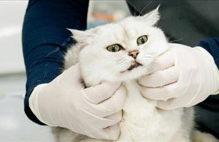 Veteriner Kontrol Enstitüleri 21 yeni laboratuvarla güçlendirilecek