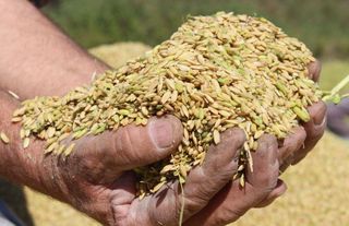 TMO, çeltik alım fiyatlarını belirledi