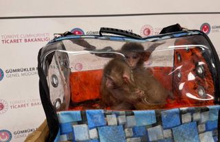 Ticaret Bakanlığı ekipleri 85 binden fazla canlı hayvan ele geçirdi