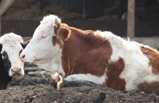 Güney Afrika'da şap salgını nedeniyle 'ulusal afet hali ilan edildi