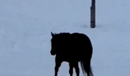 Karda yürüyen at geliyor mu gidiyor mu?