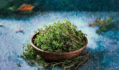 Dünya bu mucize bitkiyi Türkiye'den alıyor