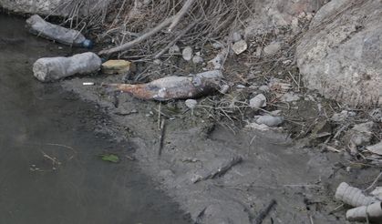 Adana'da balık ölümleri görülen Ceyhan Nehri'nde inceleme başlatıldı