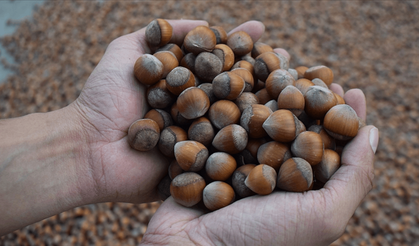 Giresun'da fındık, 133-135 TL arasında alıcı buluyor