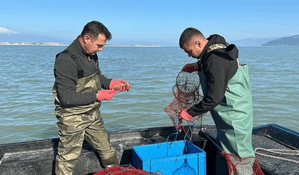 Laboratuvarda, kerevit yumurtalarından vebaya dirençli yavrular yetiştirildi