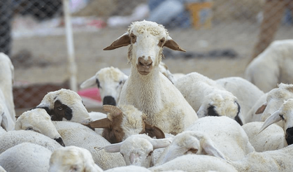 TKDK desteğiyle sürüsünü büyüttü
