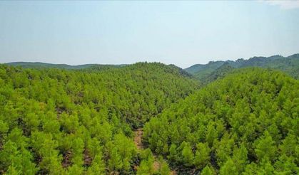 Kahramanmaraş'ta ormanlık alanlara girişler yasaklandı