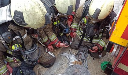 Yangından etkilenen kediler kalp masajıyla kurtarıldı