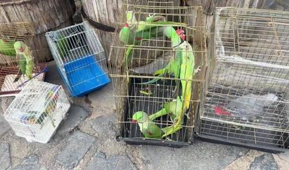 İstanbul'da petshop denetiminde 39 papağana el konuldu