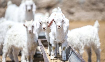 Islah projeleriyle yerli keçi ırklarında sayı artıyor
