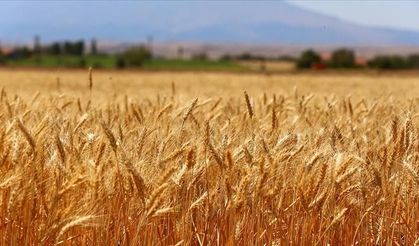 Edirne'de buğday ekili tarlada yangın