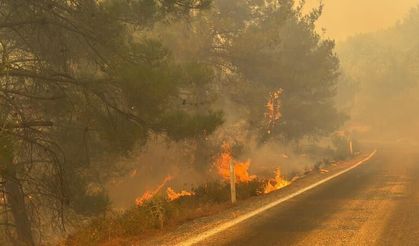 Balıkesir'de iki ilçede yangın