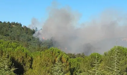 Balıkesir'de orman yangını