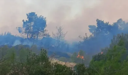 Çanakkale'de ormanlık alanda yangın