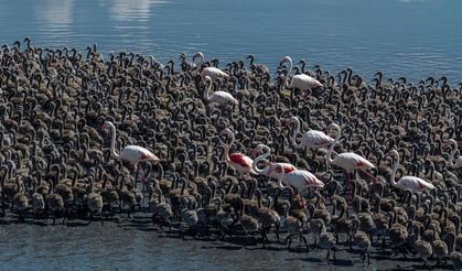 Flamingolar yavrularını 'kreş sistemi' ile büyütüyor