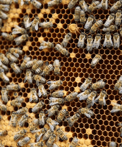 Arıcılık için mesleki standart geliyor