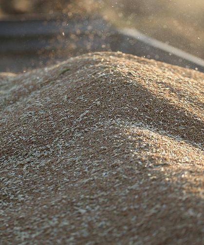 TİGEM 2 bin ton buğday satacak