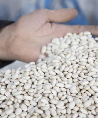 DMM, 'kuru fasulye krizi' iddiasını yalanladı