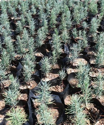 Gabar petrol sahasına yeşil dokunuş